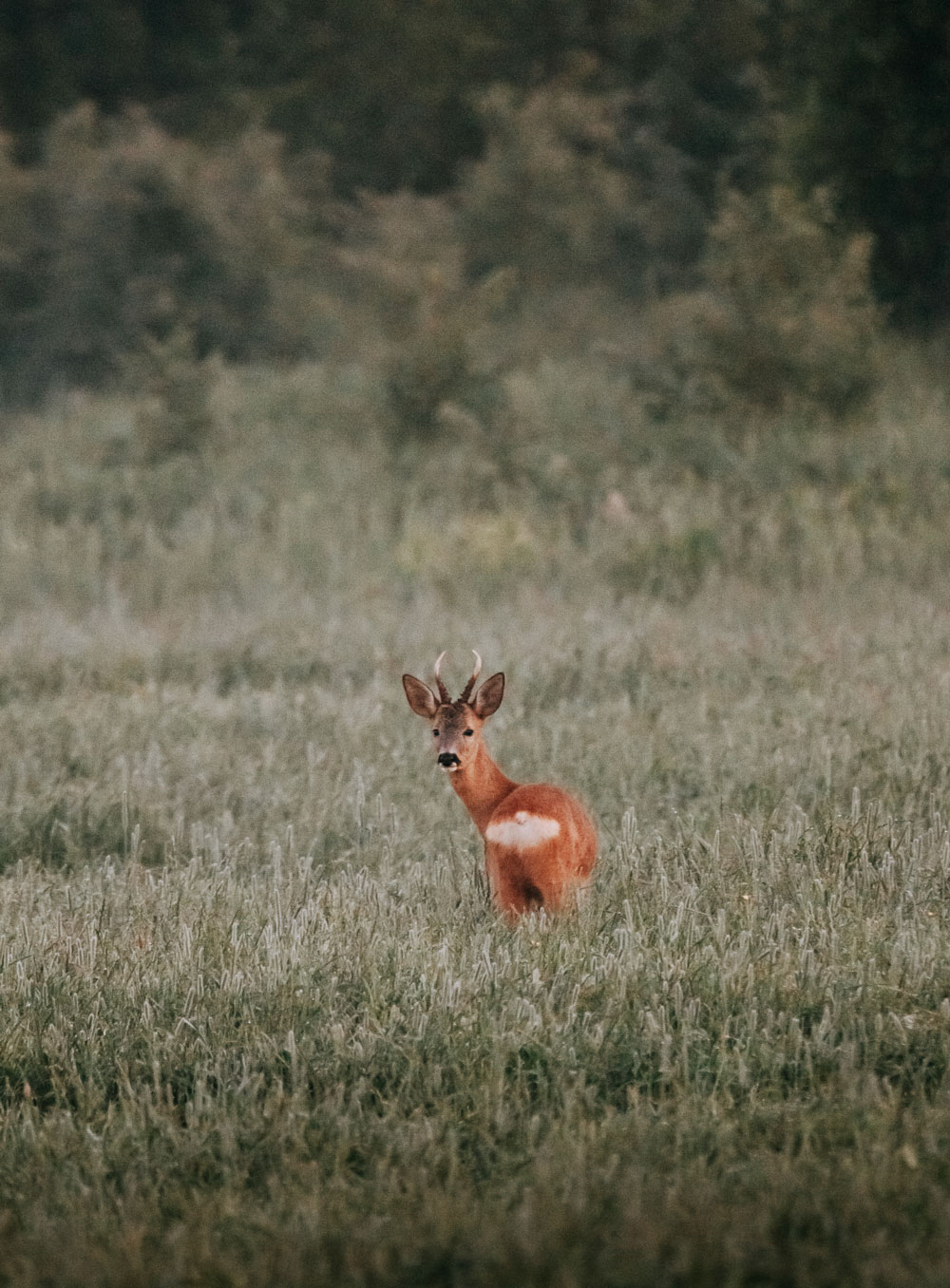 Roe deer