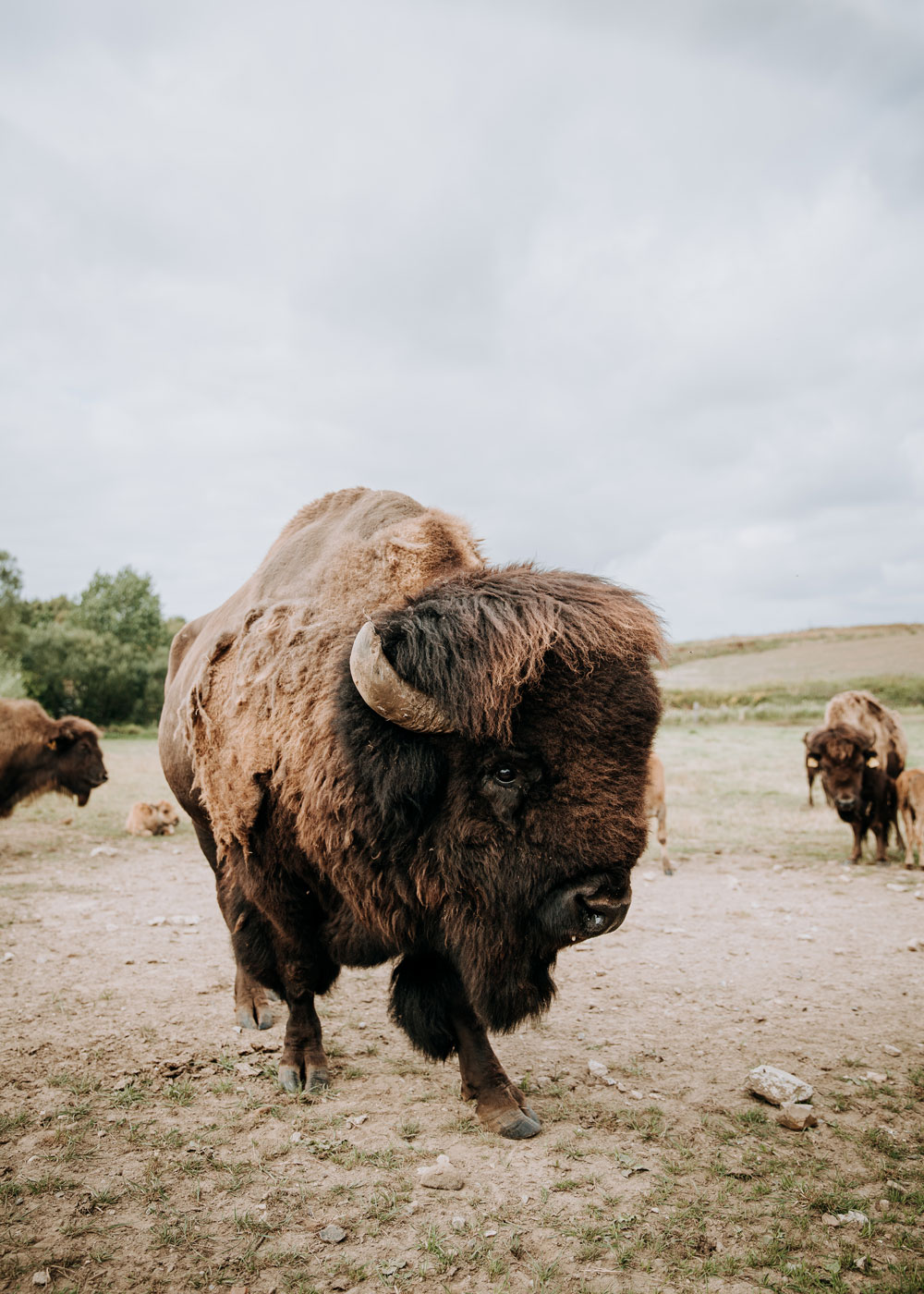 Seværdigheder på Fyn / Bisonsafari Nordfyn