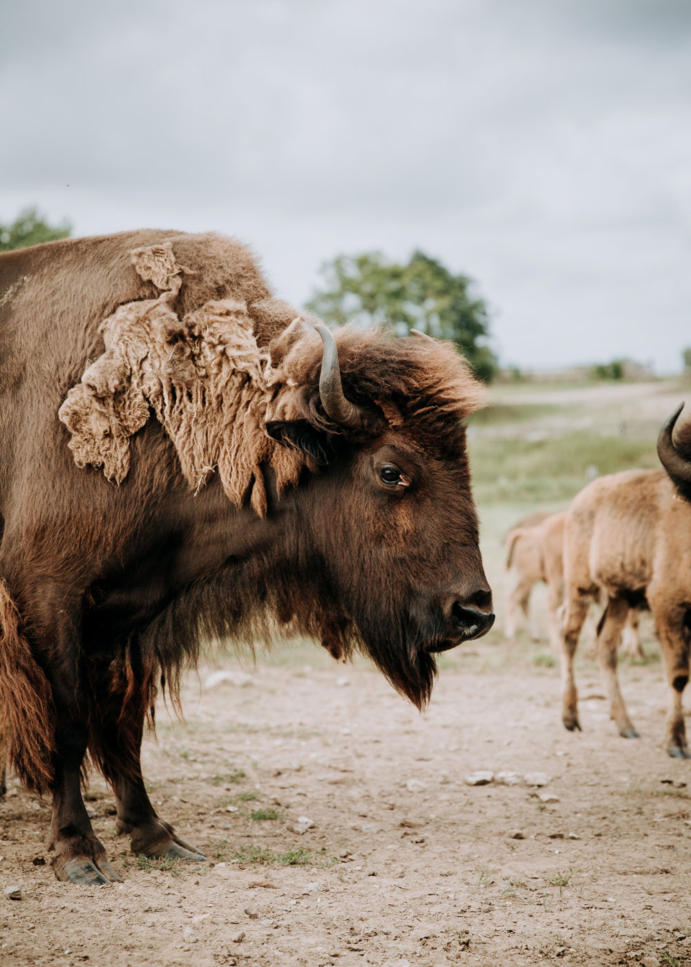 Seværdigheder på Fyn / Bisonsafari Nordfyn