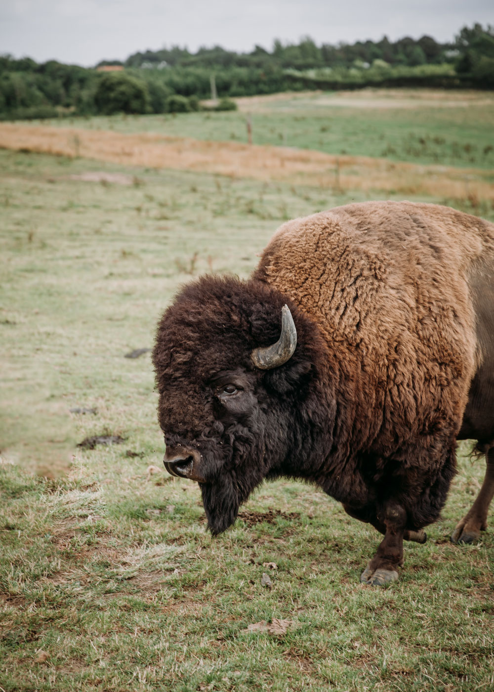 Seværdigheder på Fyn / Bisonsafari Nordfyn