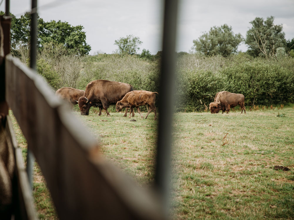 Seværdigheder på Fyn / Bisonsafari Nordfyn