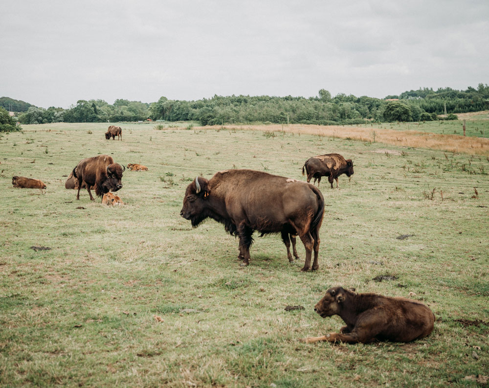 Seværdigheder på Fyn / Bisonsafari Nordfyn