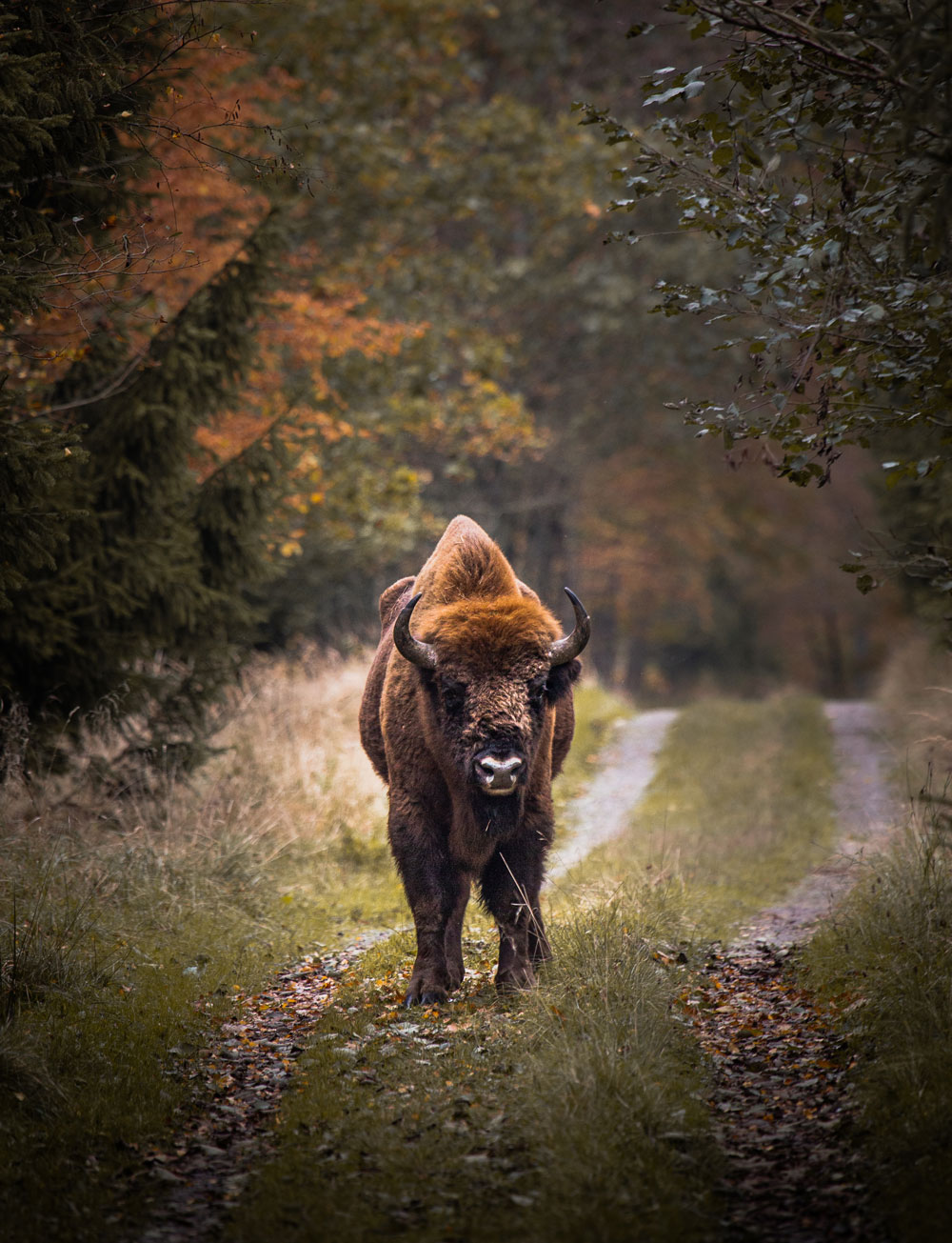 Bisoner på Bornholm - Bisonskoven i Almindingen