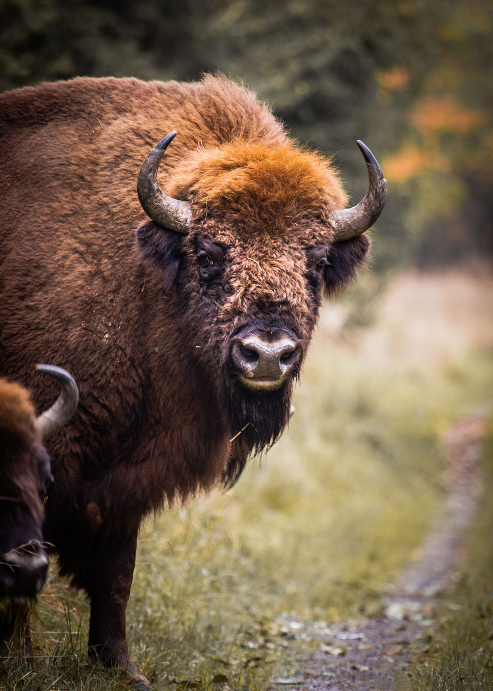 Bisoner på Bornholm - Bisonskoven i Almindingen