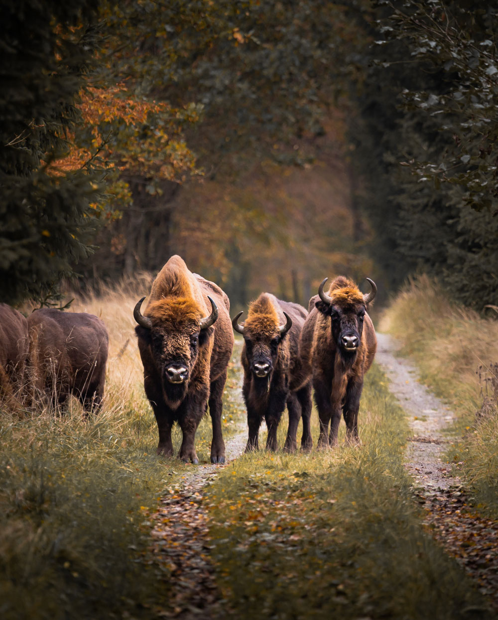 Bisoner på Bornholm - Bisonskoven i Almindingen