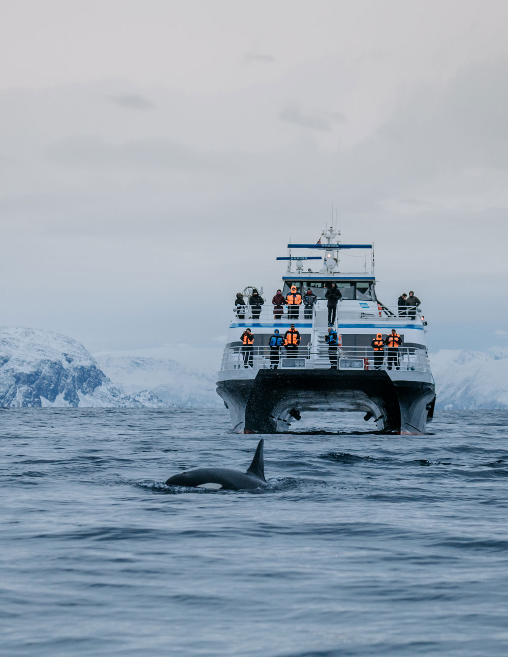 Hvalsafari i Tromsø i Norge