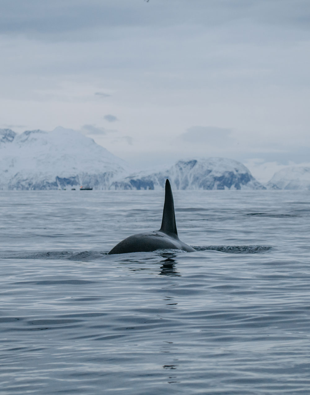 Hvalsafari i Tromsø i Norge / spækhugger