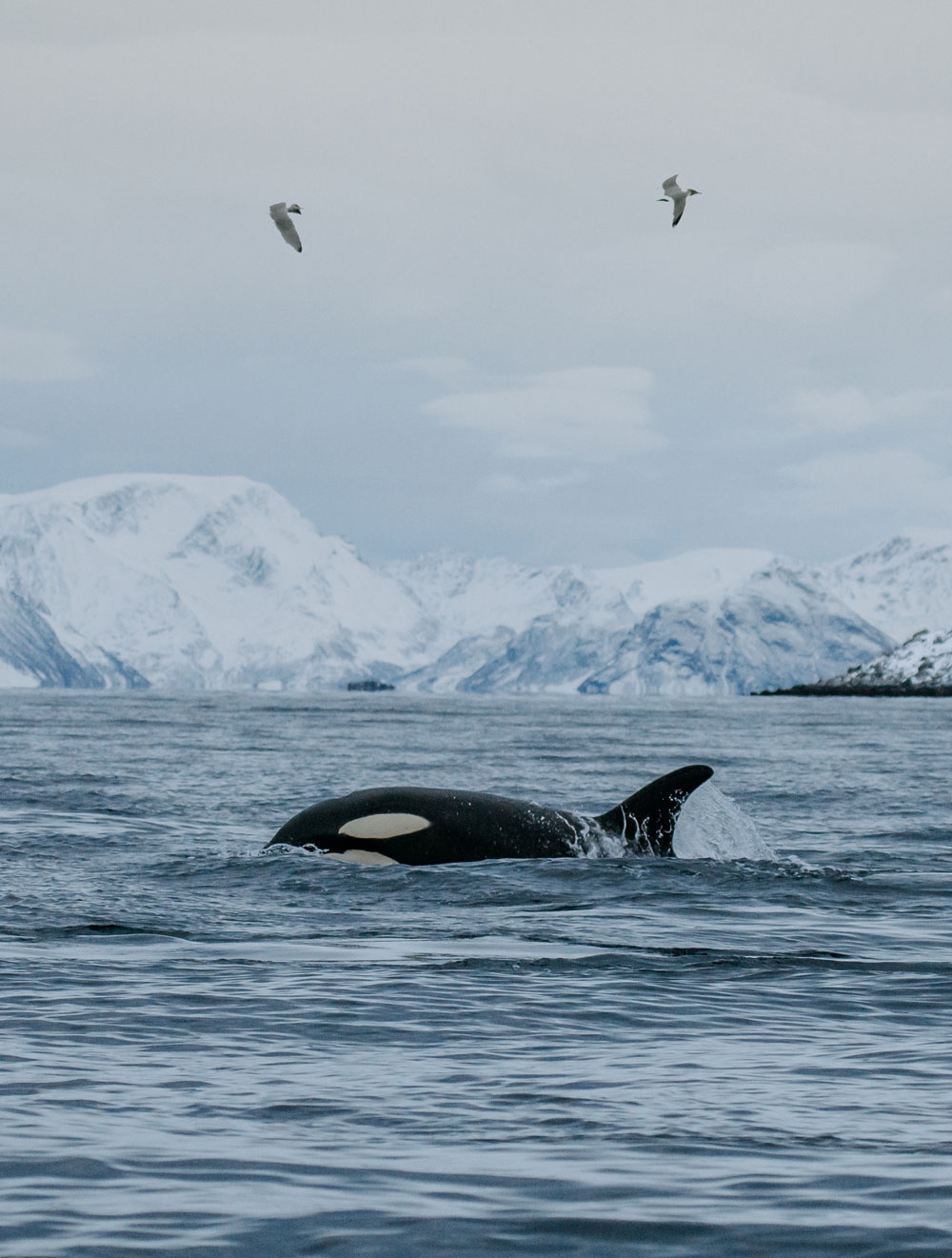 Whale watching safari in Tromsø