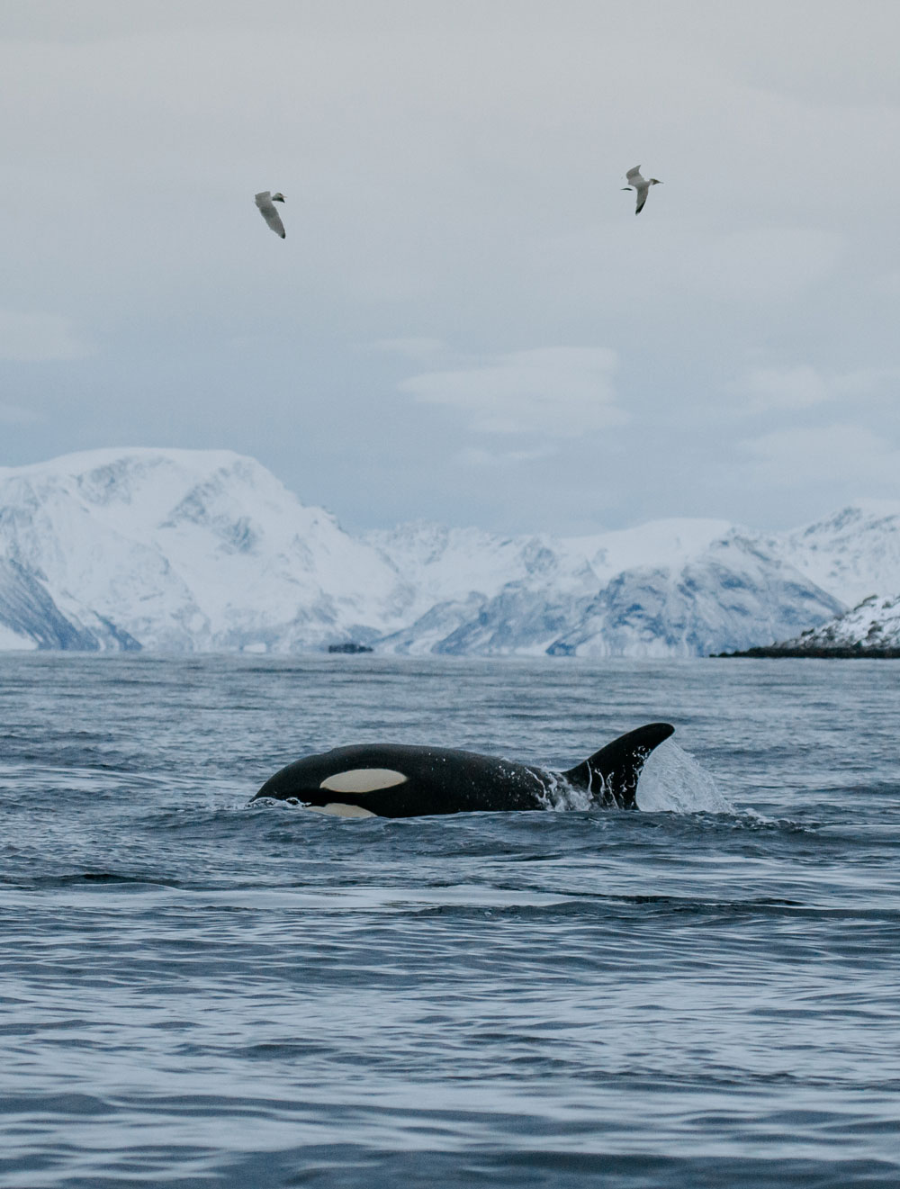 Hvalsafari i Tromsø i Norge / spækhugger