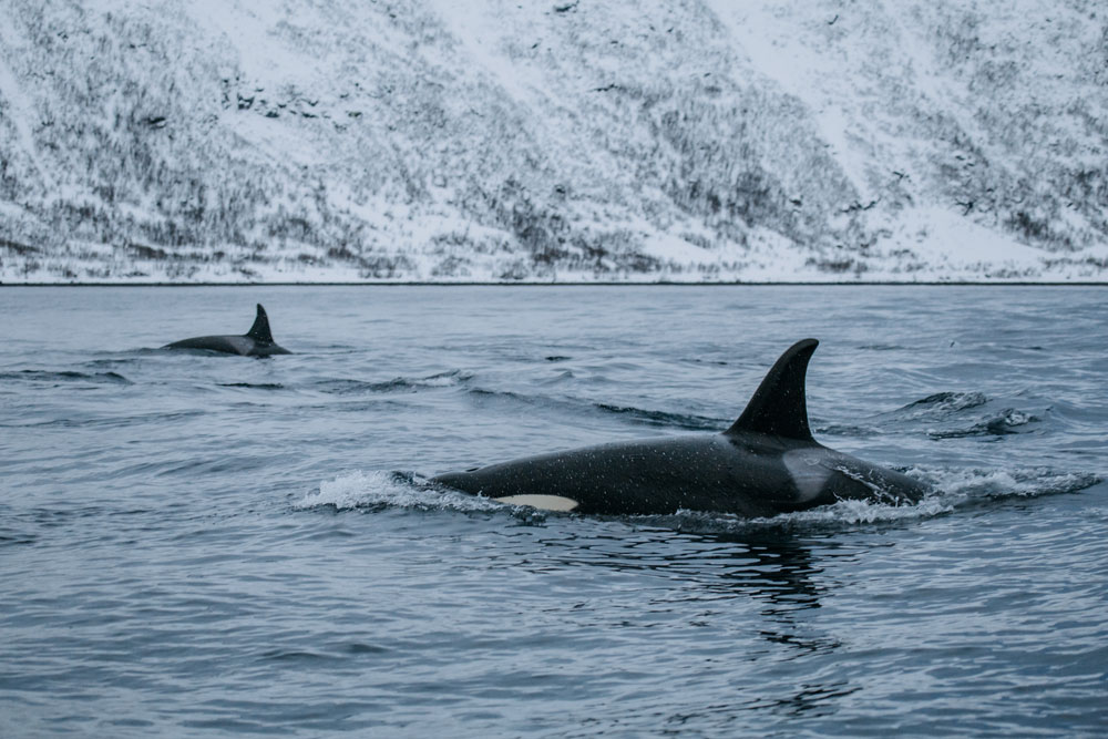 Hvalsafari i Tromsø i Norge / spækhugger