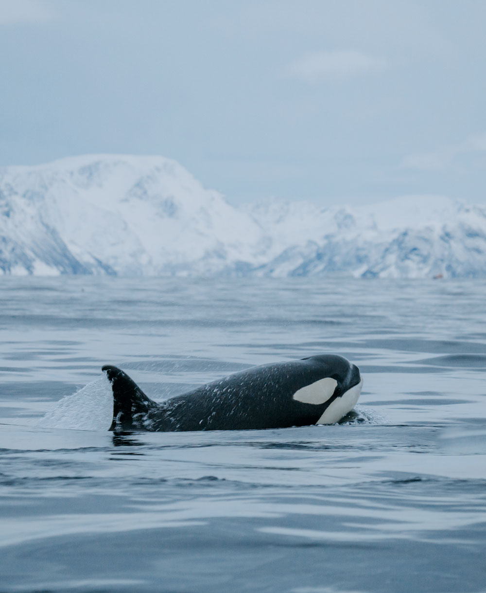 Whale watching in Tromsø