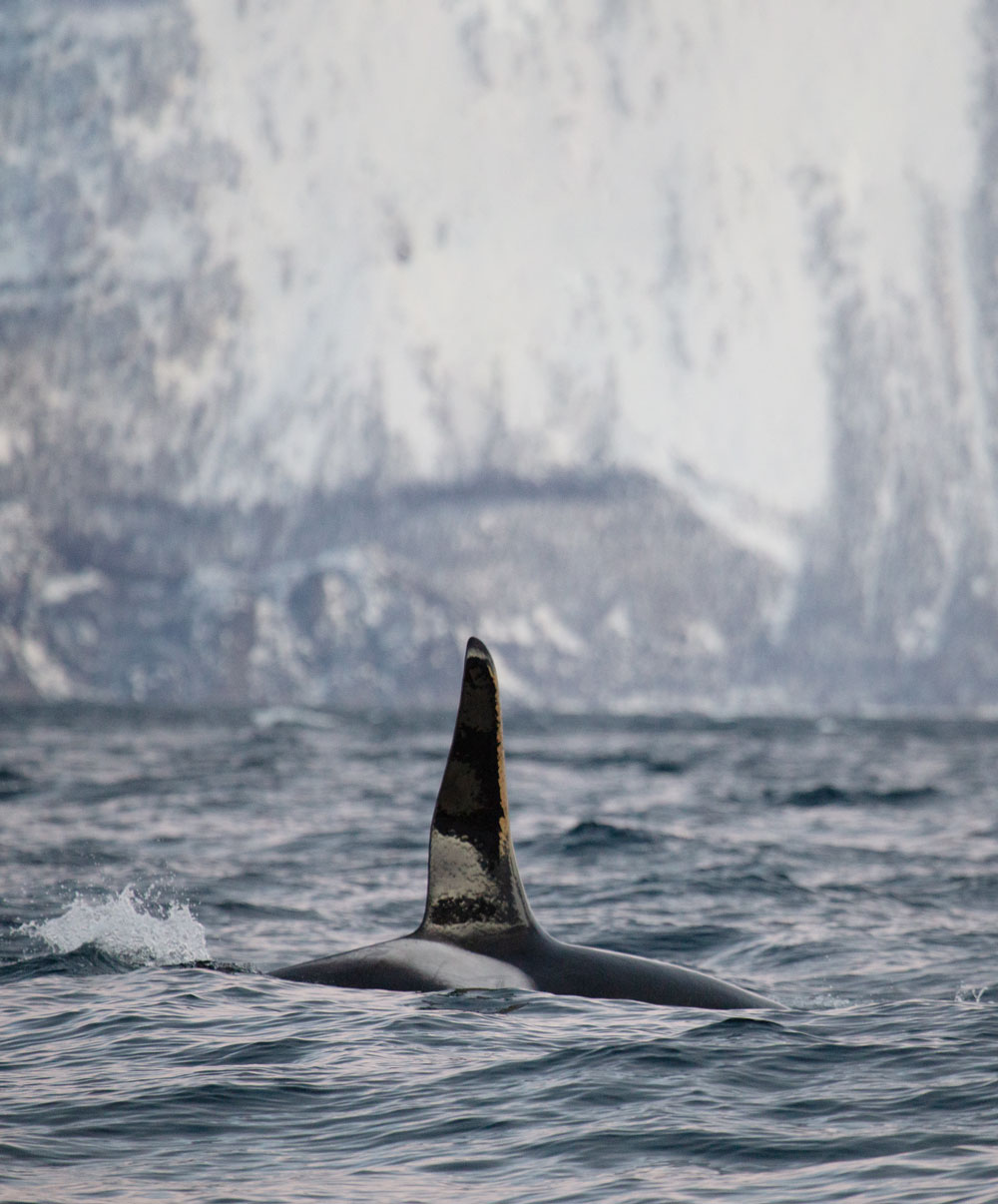 Whale safari in Tromsø / orca / killer whale