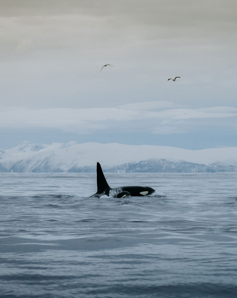 Hvalsafari i Tromsø i Norge / spækhugger