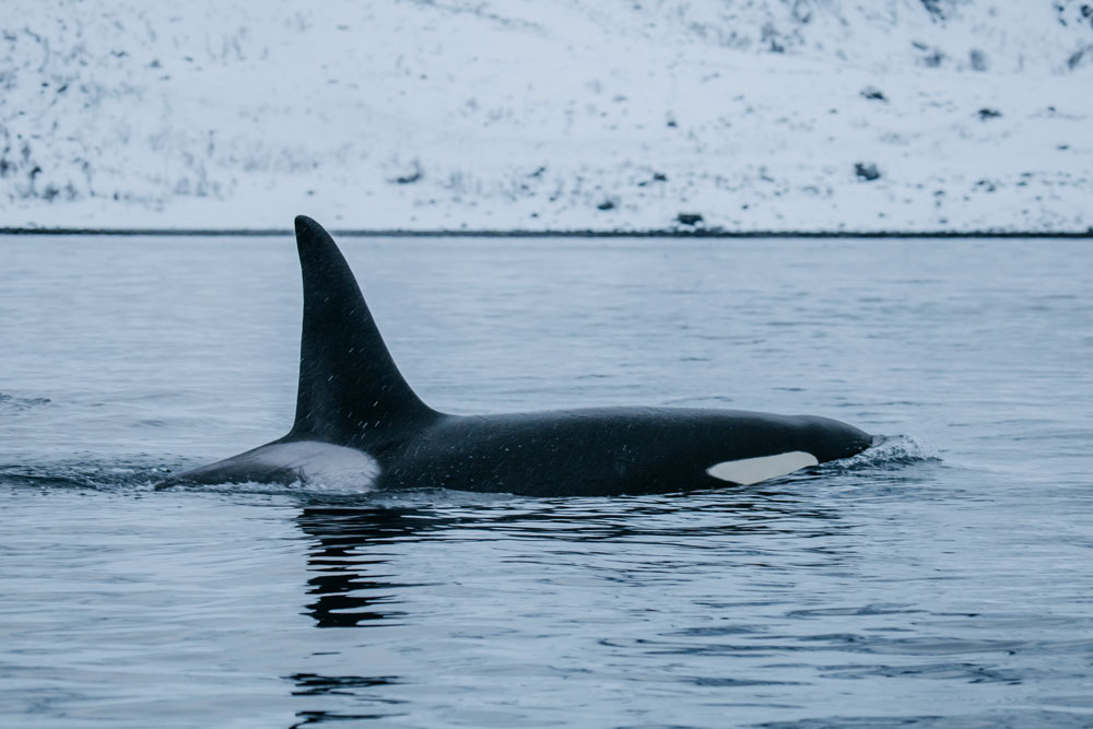 Orca / killer whale in Skjervøy 