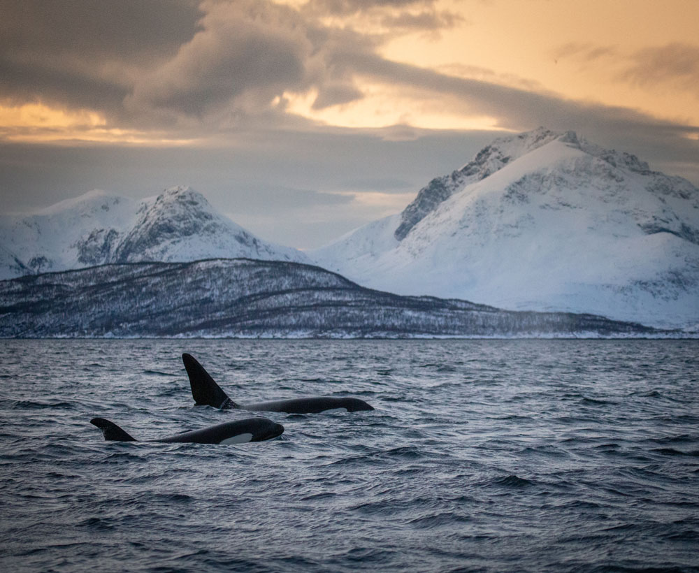 Whale safari in Tromsø / two orcas / killer whales