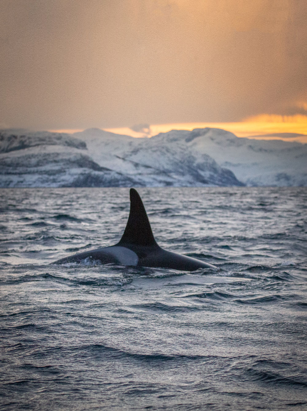 Whale safari in Tromsø / orca / killer whale