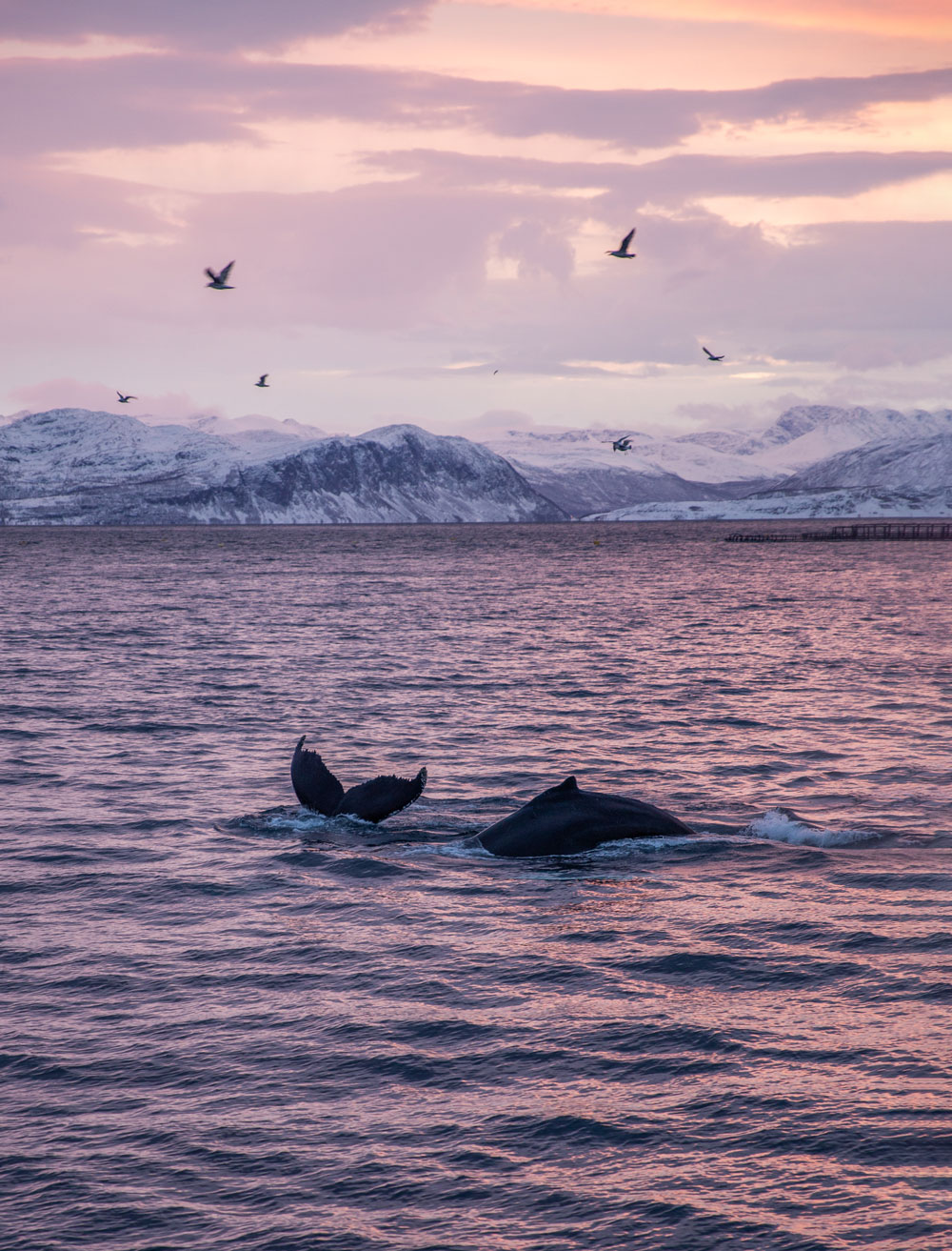 Hvalsafari i Tromsø i Norge / pukkelhvaler