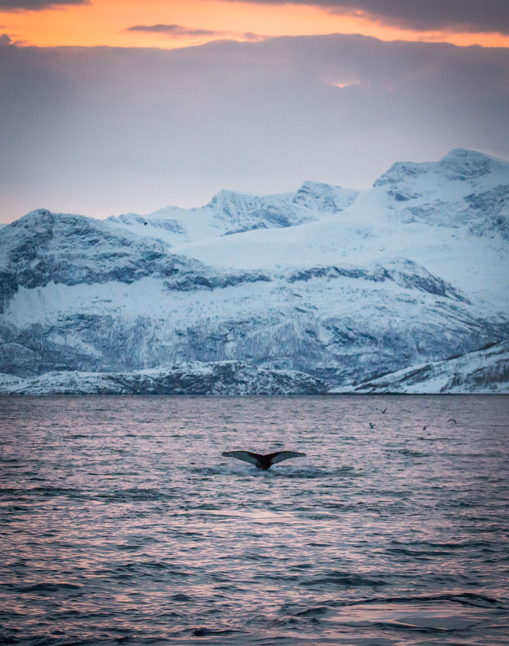 Hvalsafari i Tromsø i Norge / pukkelhvaler