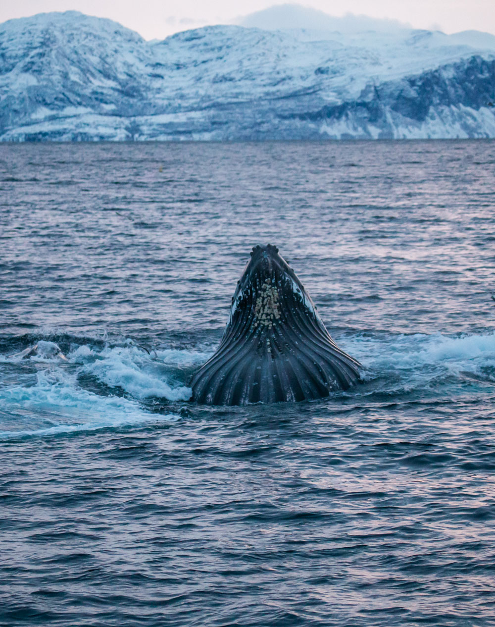 Hvalsafari i Tromsø i Norge / pukkelhvaler
