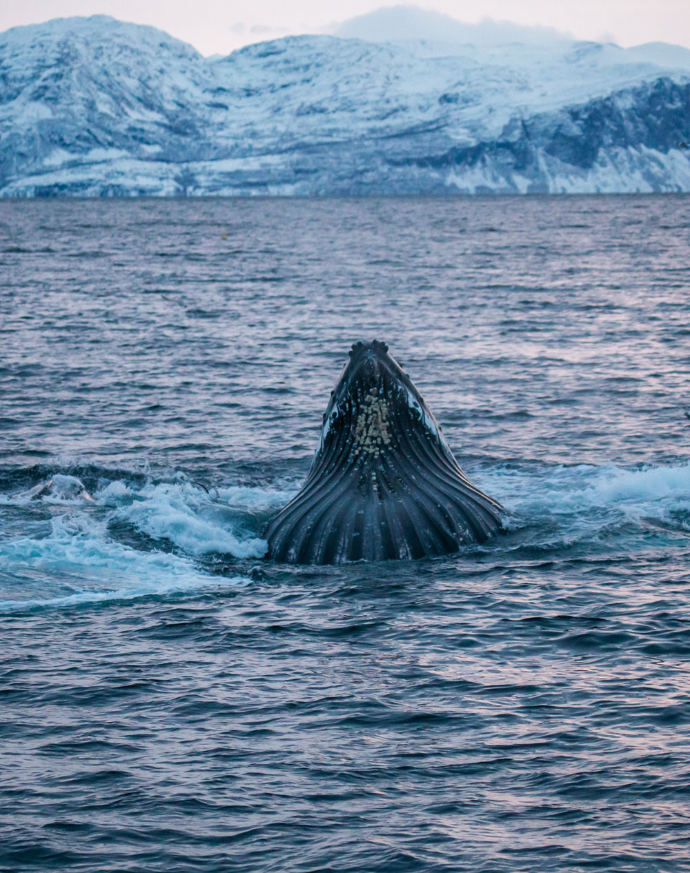 Humpback whale in Skjervøy 