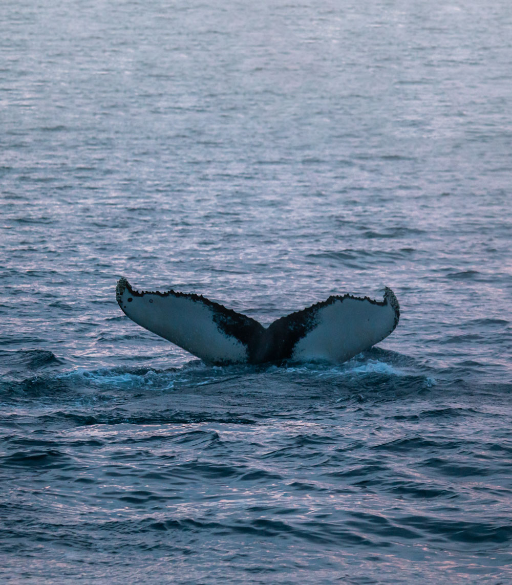 Humpback whale in Skjervøy 