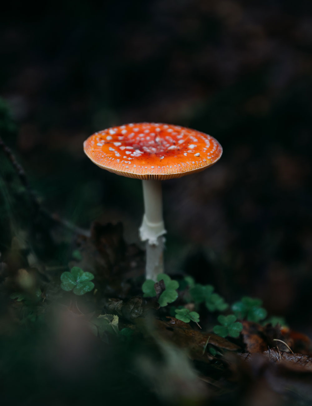 Rød fluesvamp i Almindingen på Bornholm