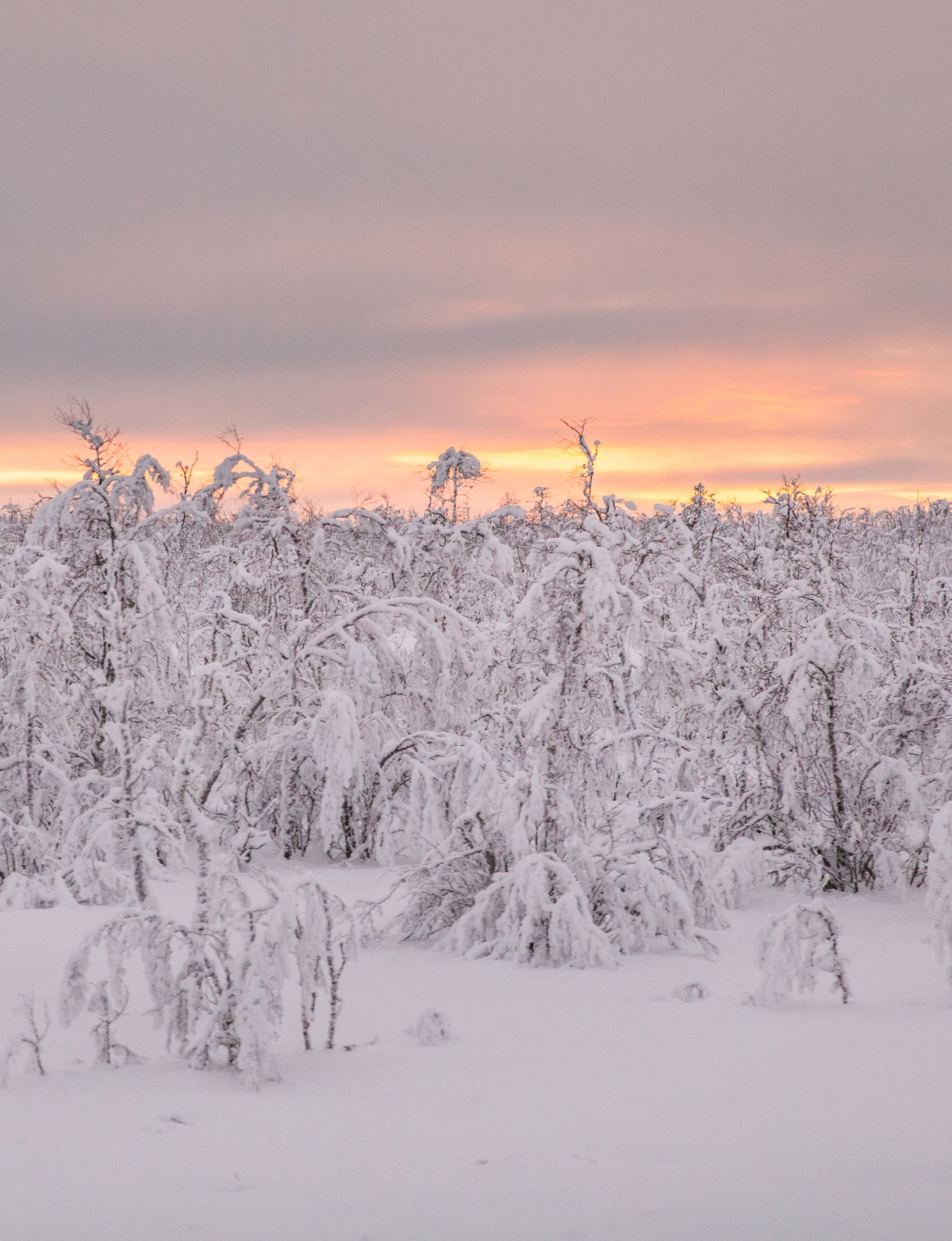 Med toget til Abisko 