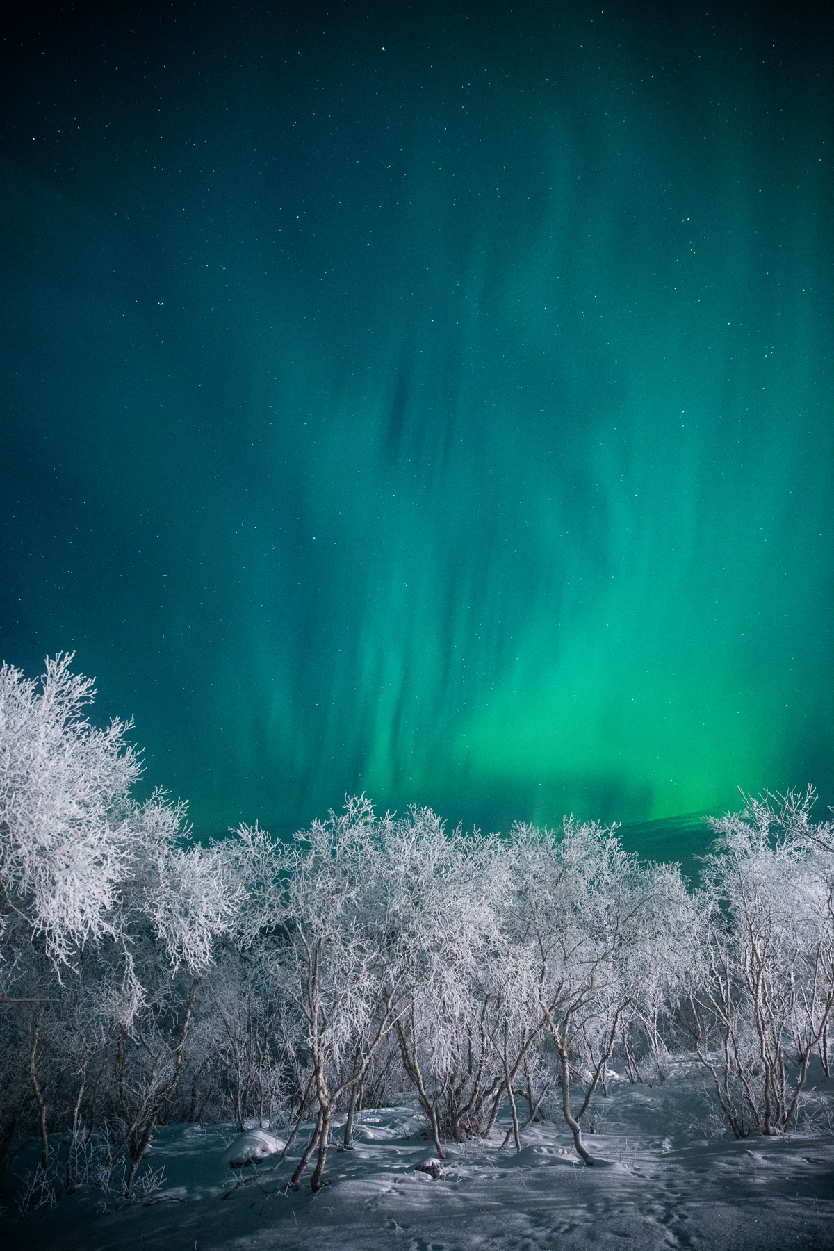 Nordlys Abisko