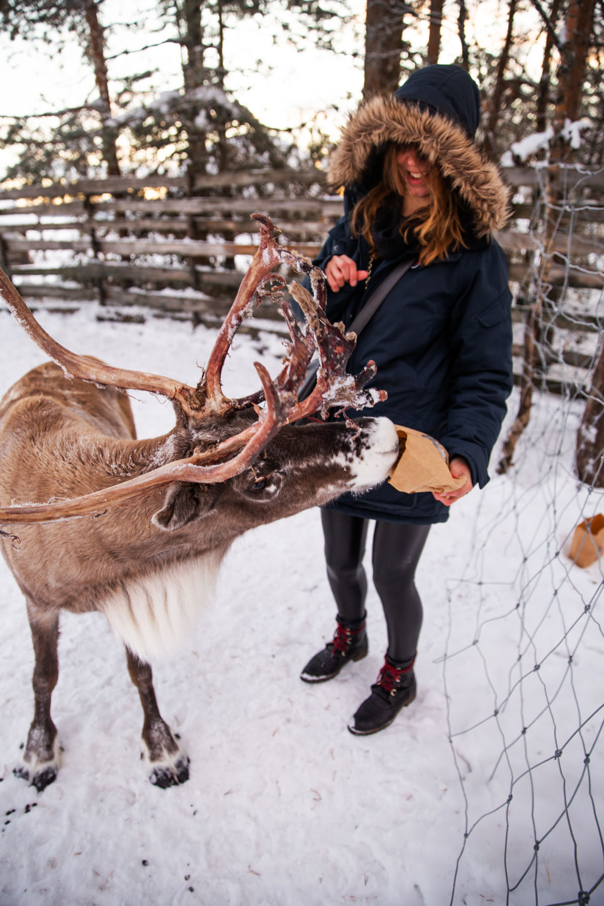 Rensdyr og samekultur hos Nutti Sami Sida