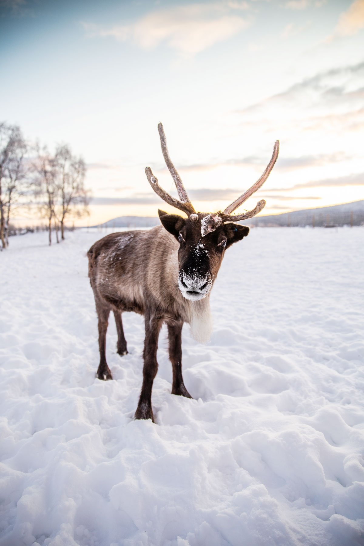 Rensdyr og samekultur hos Nutti Sami Sida