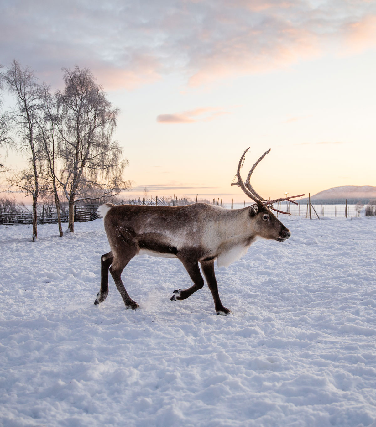 Rensdyr og samekultur hos Nutti Sami Sida