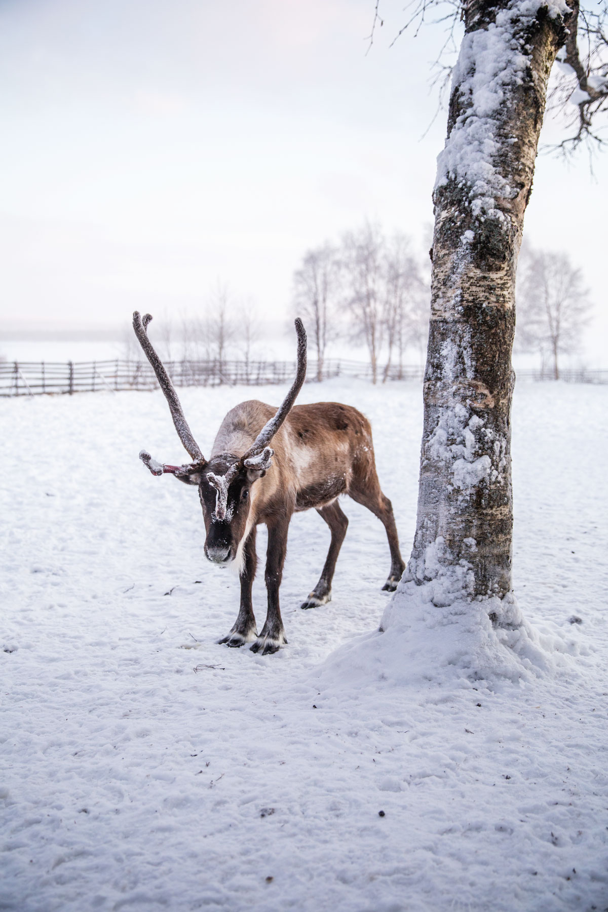 Rensdyr og samekultur hos Nutti Sami Sida