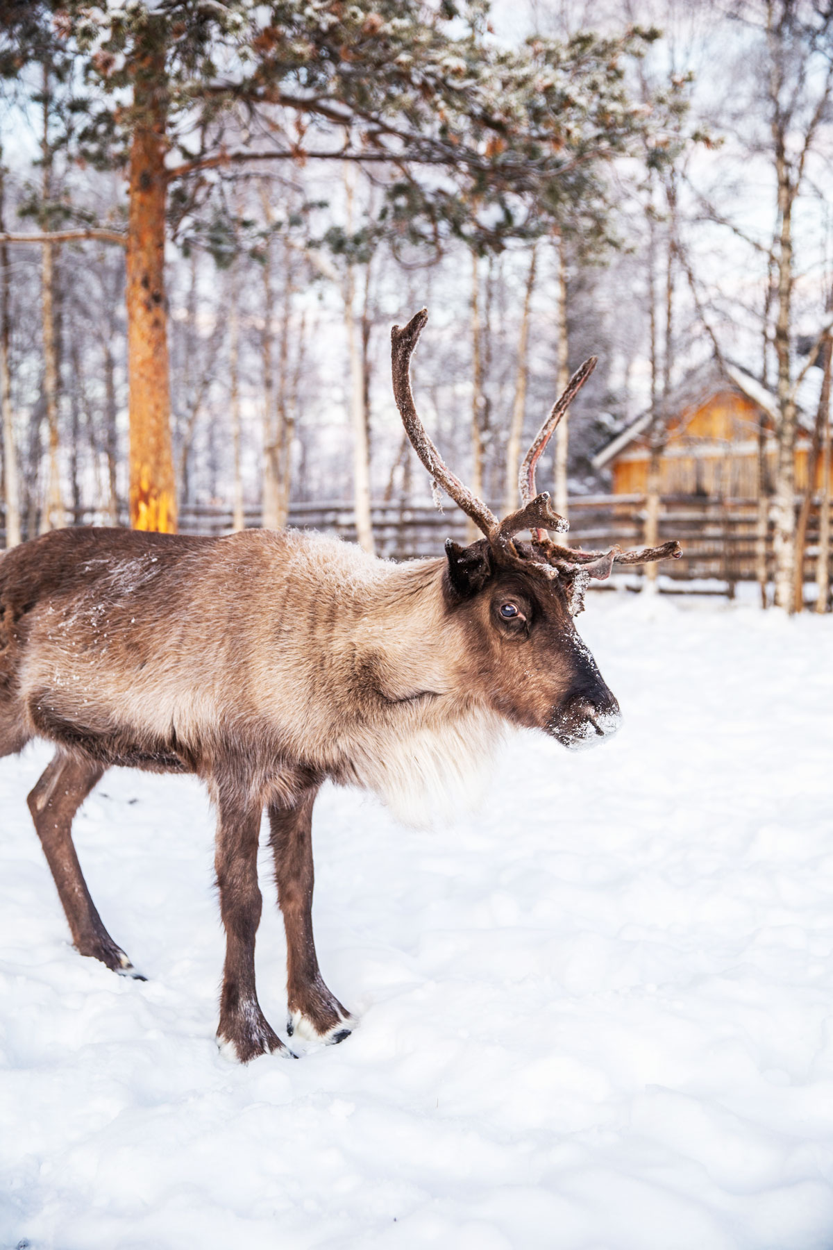 Rensdyr og samekultur hos Nutti Sami Sida