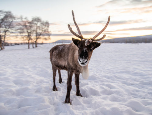 Rensdyr Kiruna