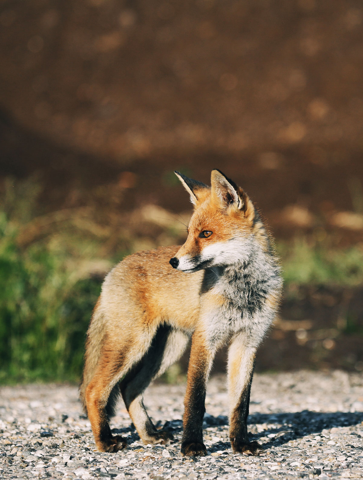 Midt på stien står en røveunge med rødlig pels og spejder i retning af solen.