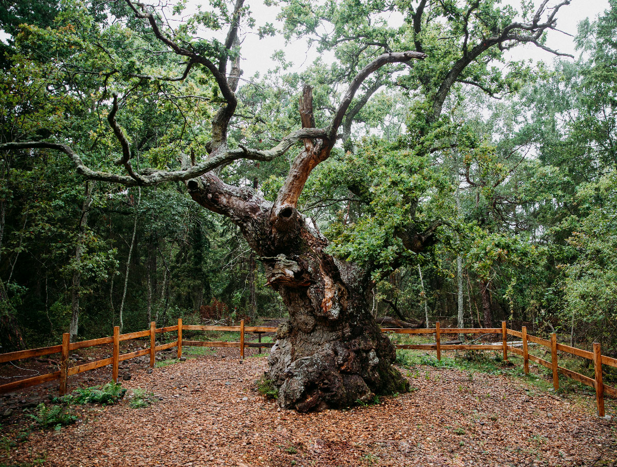 Trolleken i Trollskogen på Öland