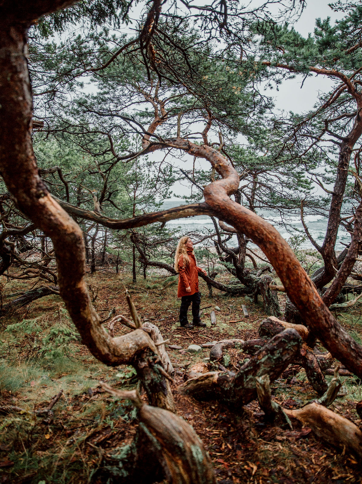 Trollskogen på Öland