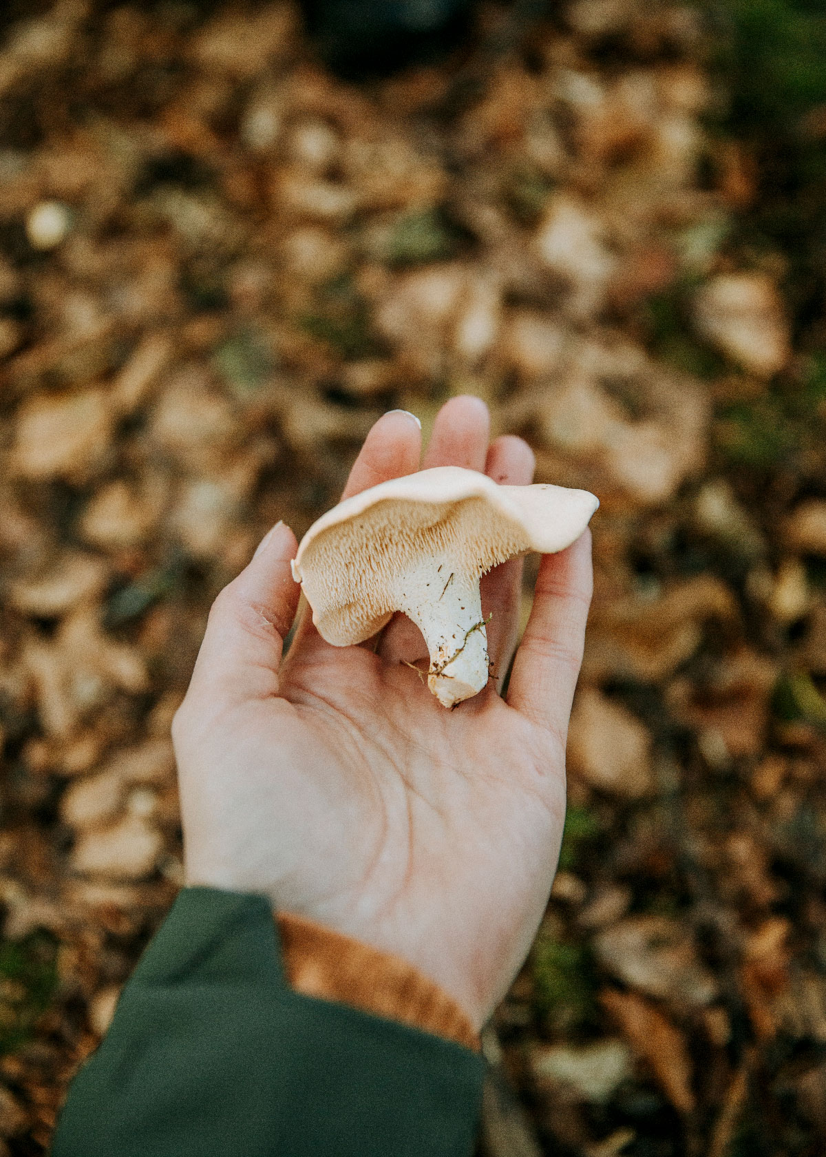 Sanketur med Robusta Äventyr i Skåne Sverige