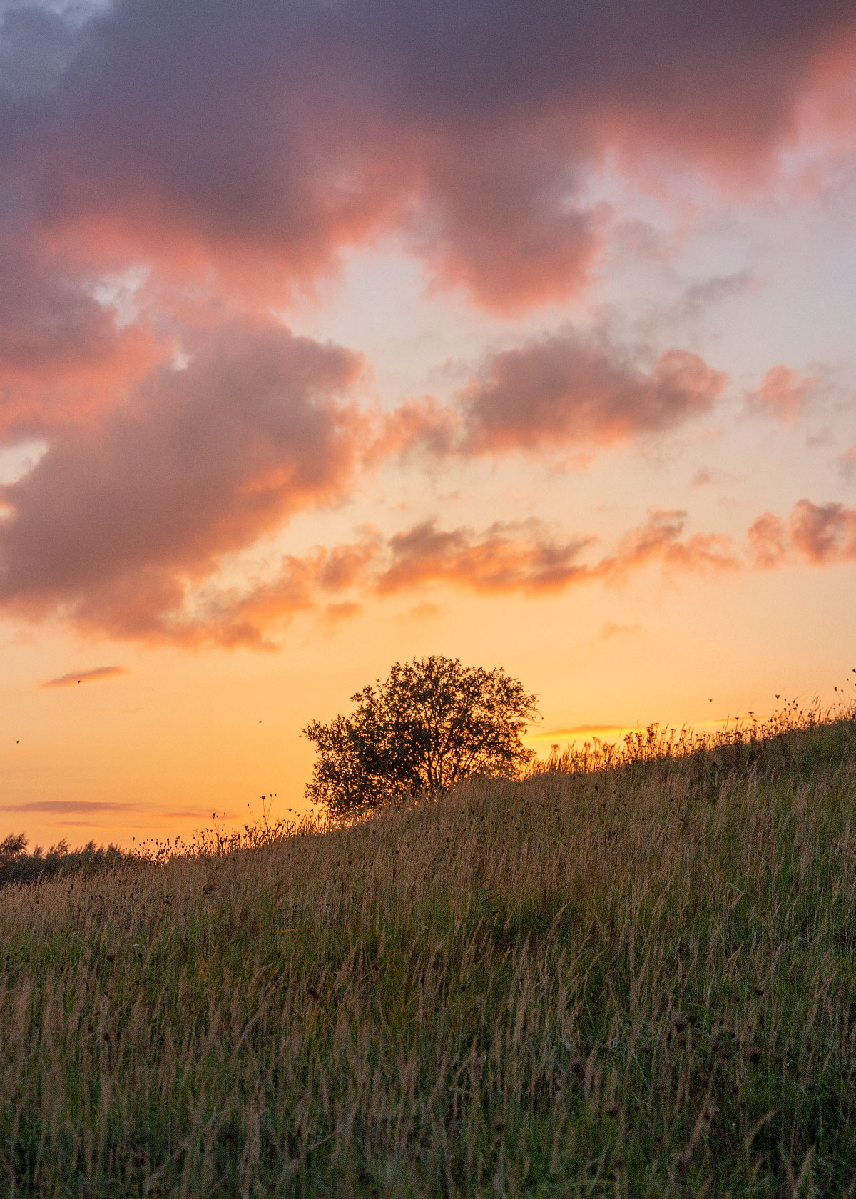 Amager Fælled solnedgang ved de tre høje