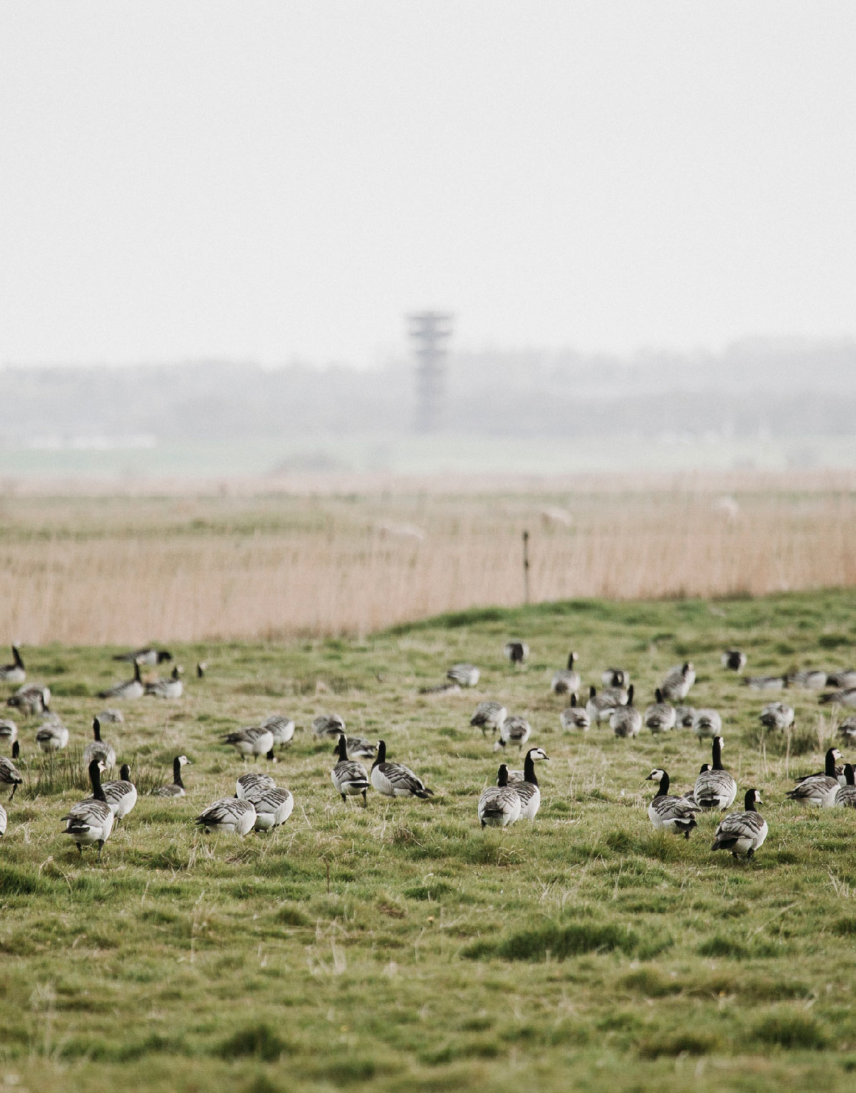 Gæs ved Marsktårnet i Sønderjylland