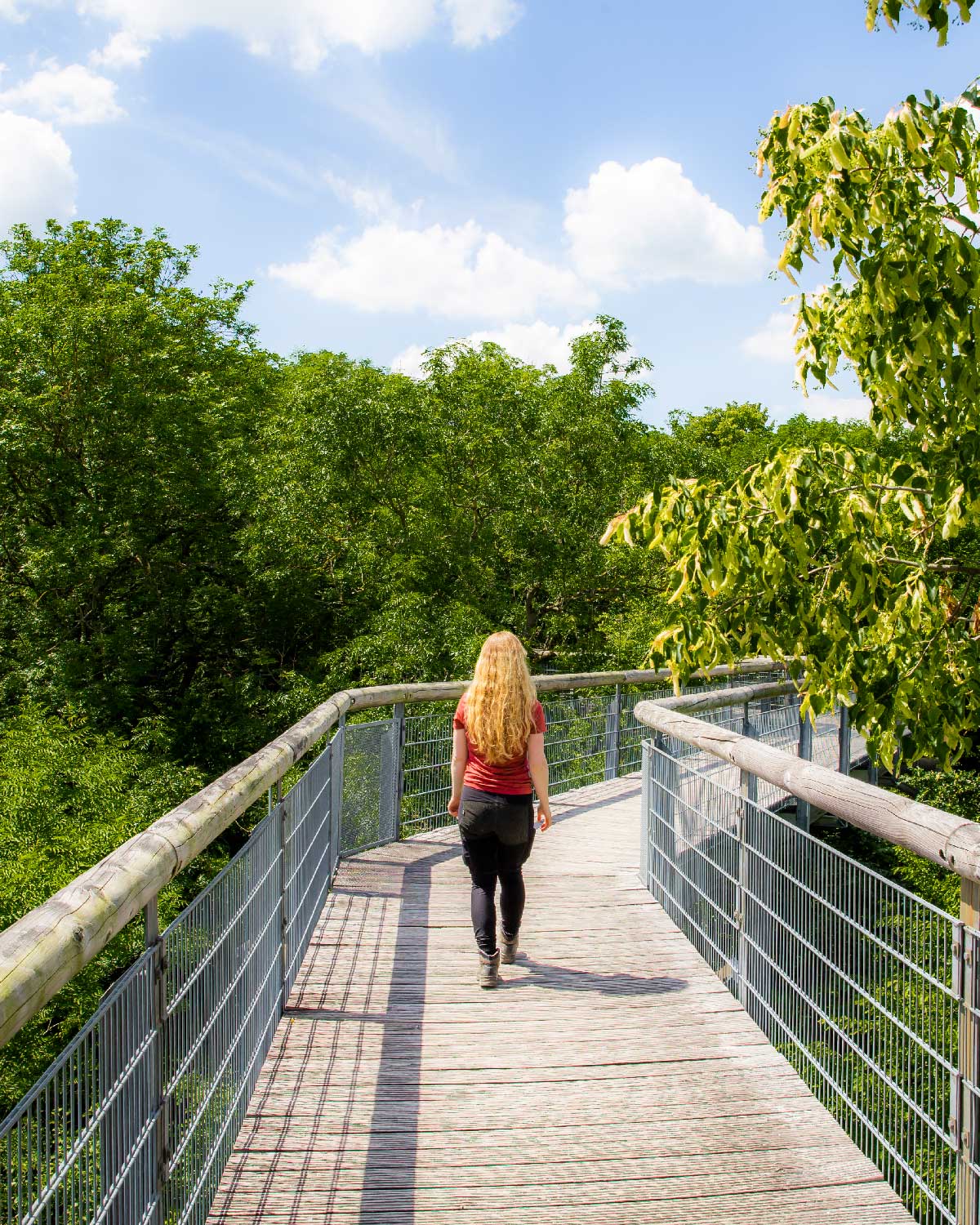 Trætopsti i Hainich Nationalpark Thüringen