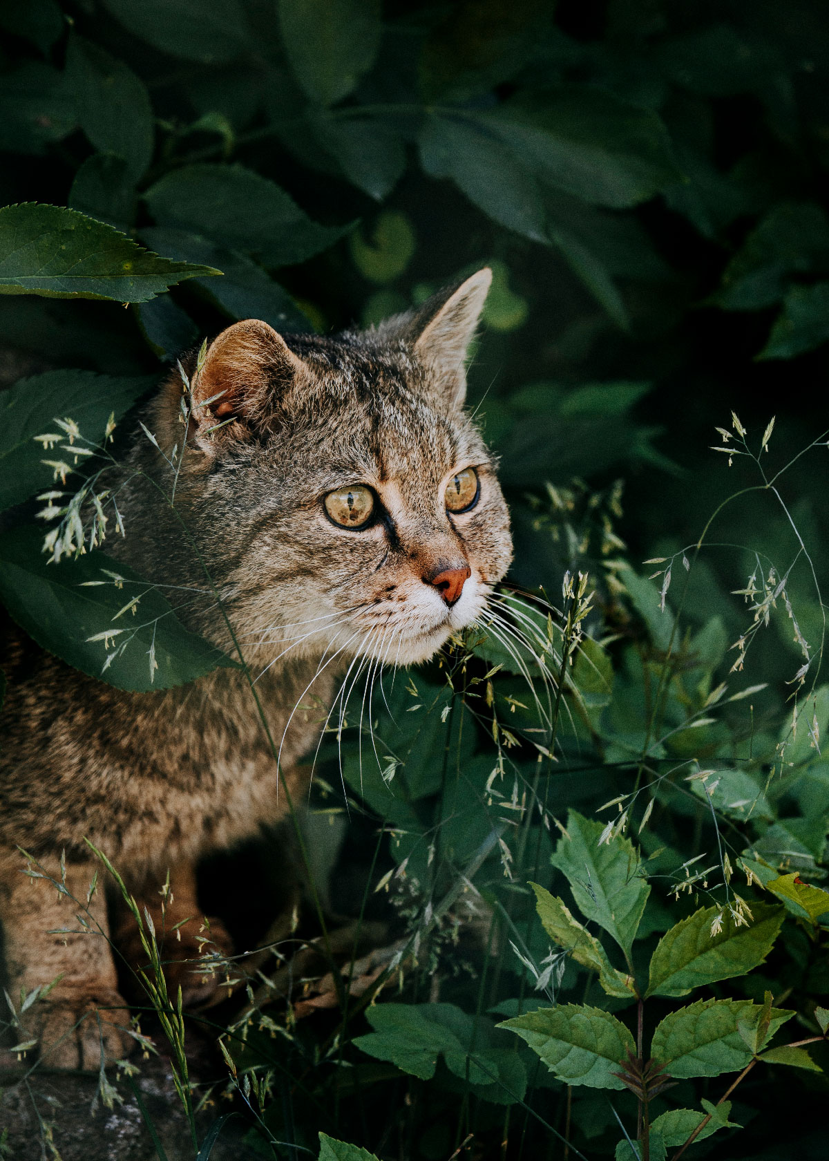 Den europæiske vildkat i Hainich Nationalpark Thüringen