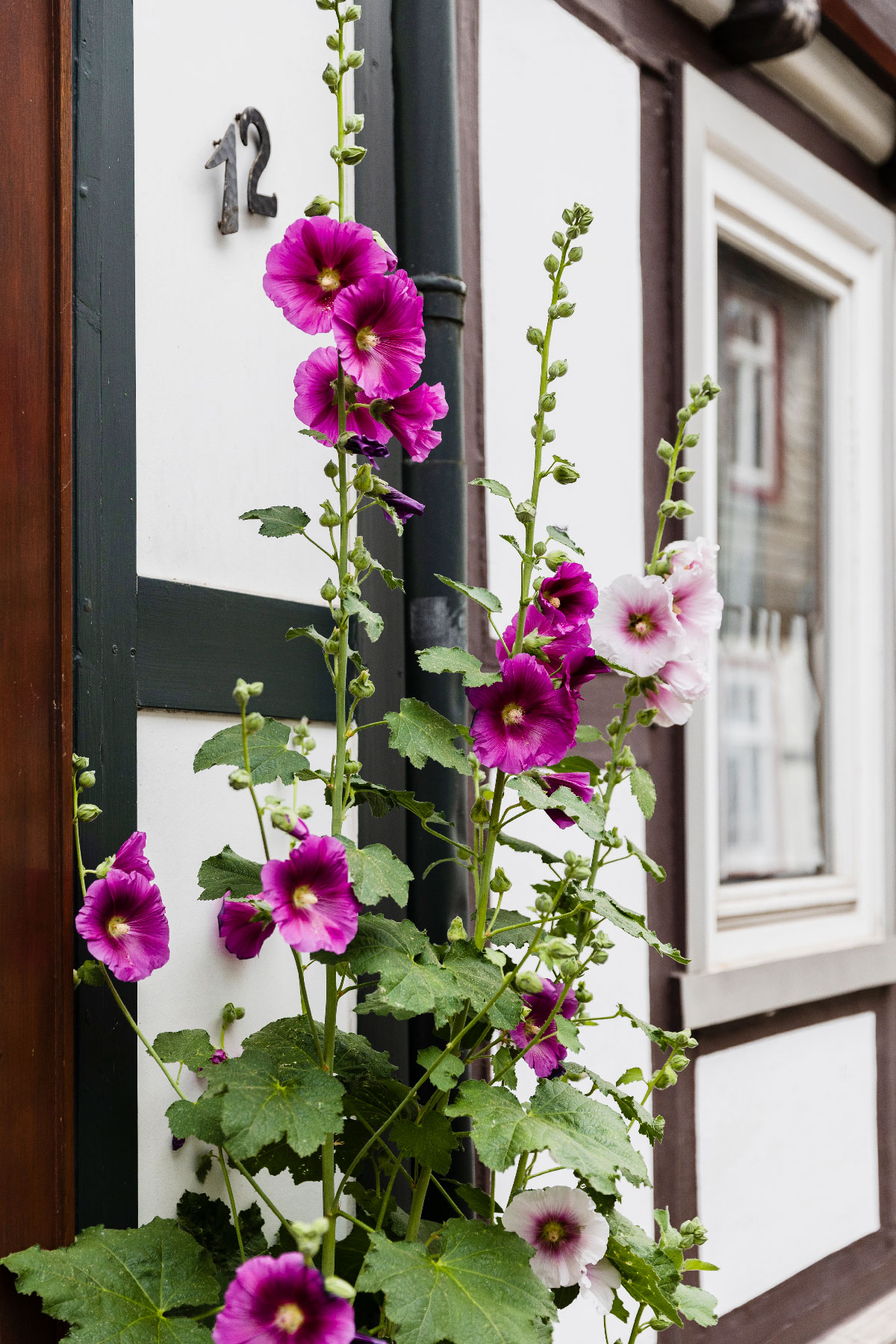 Goslar, Harzen