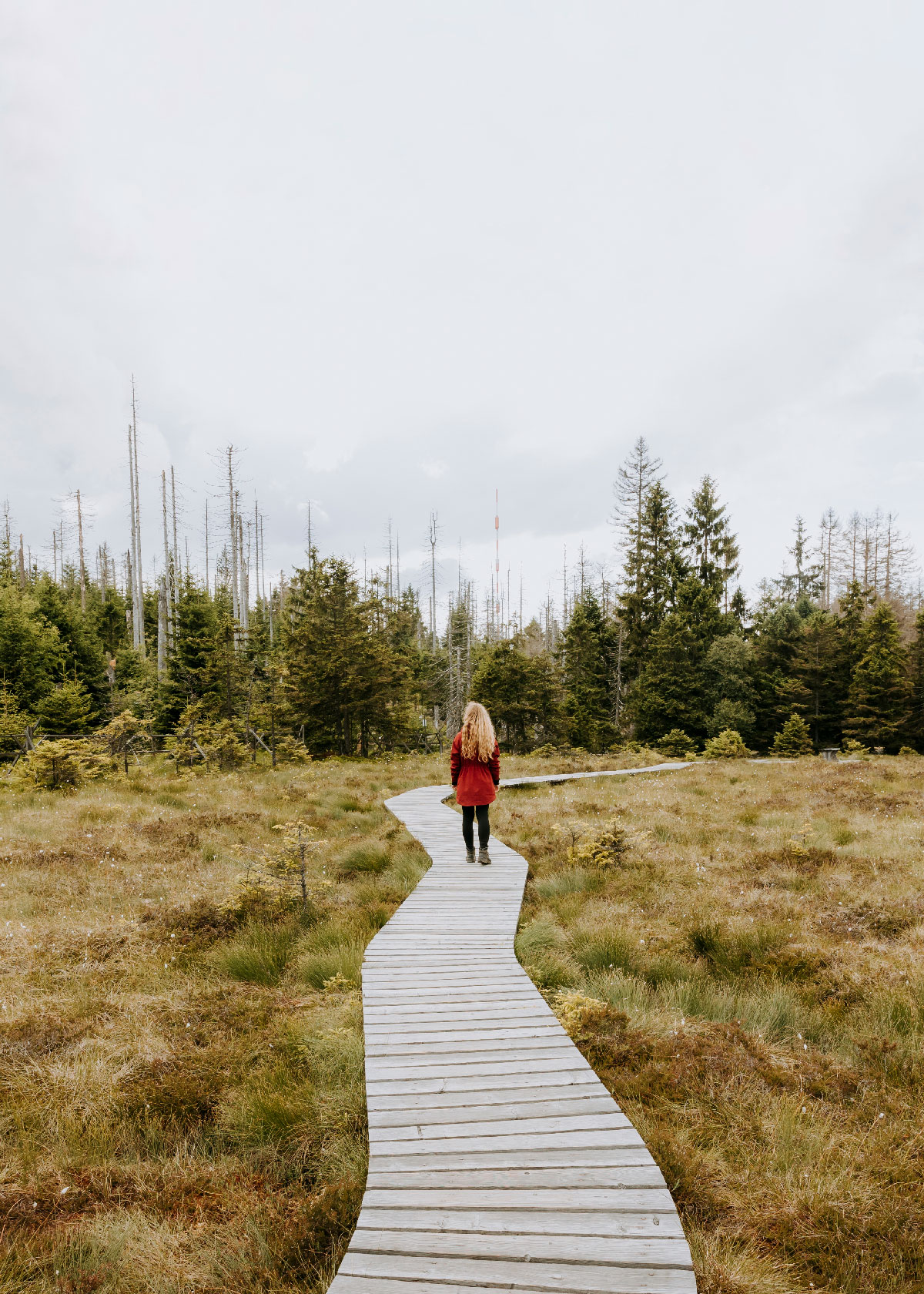 Plankestien i Torfshaus Moor i Harzen