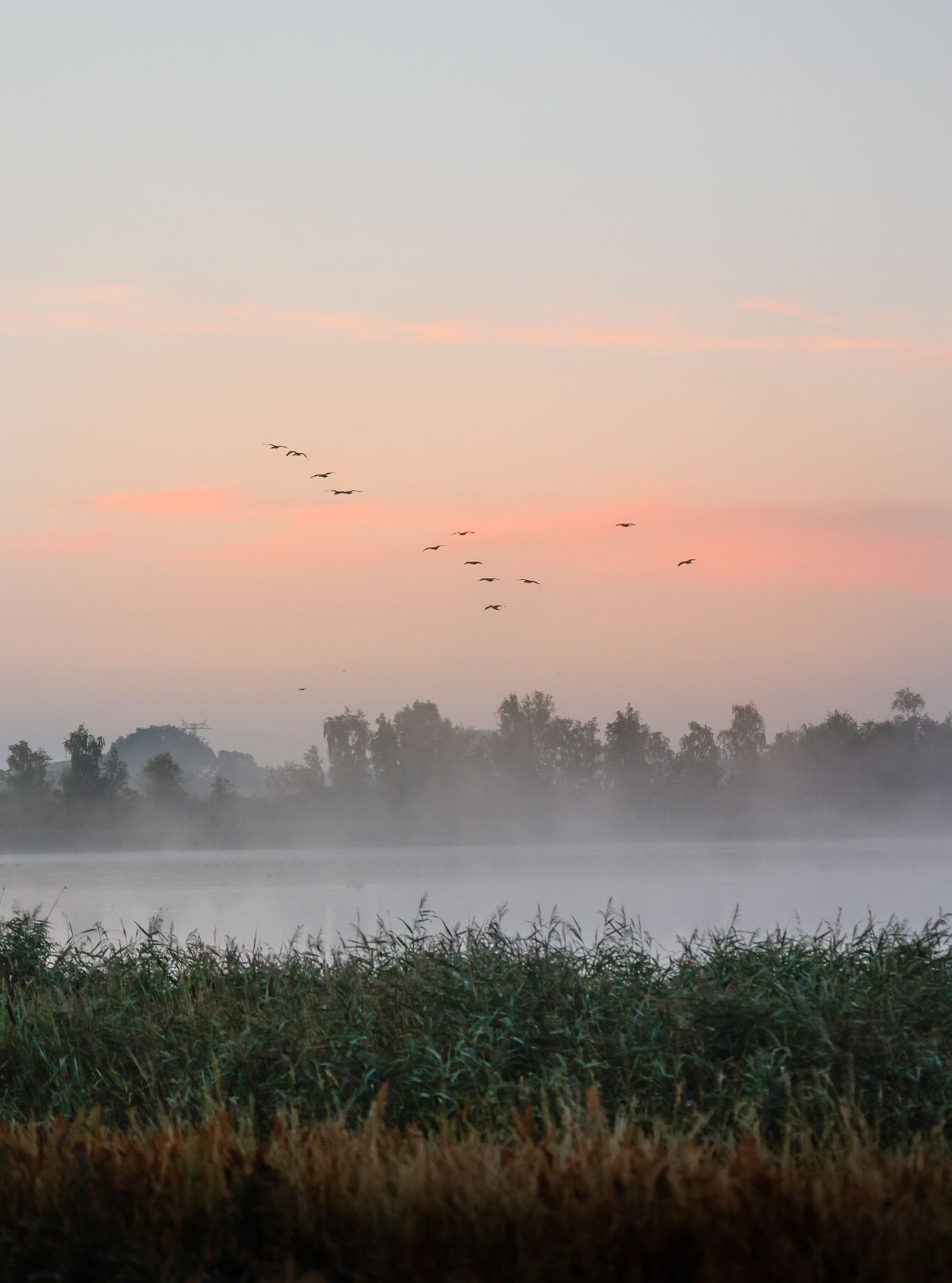 Traner ved Peene-floden, Mecklenburg-Vorpommern