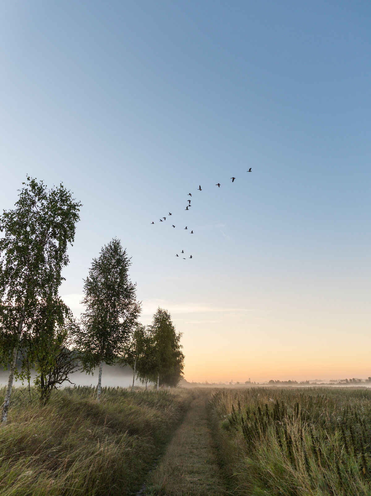 Dyreliv ved Peene-floden, Mecklenburg-Vorpommern