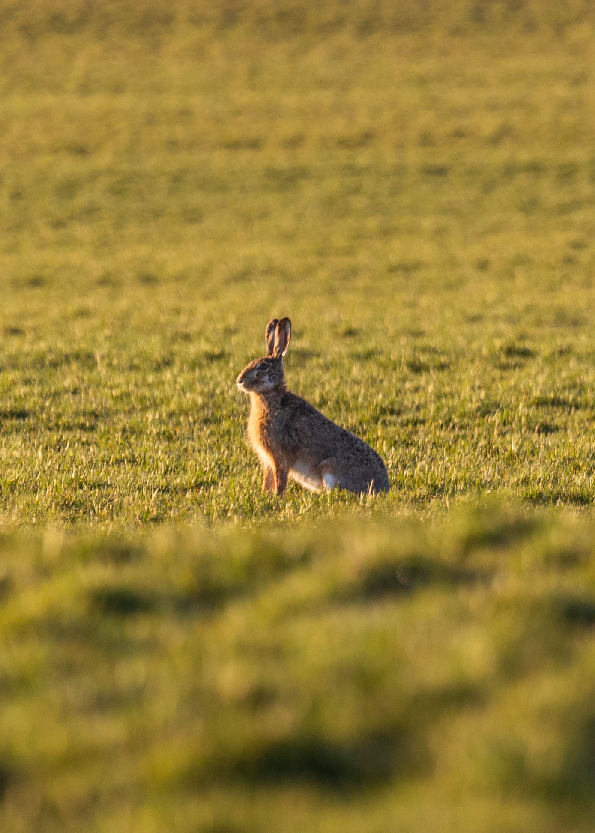 Hare ved Sørup Herregård i Ringsted